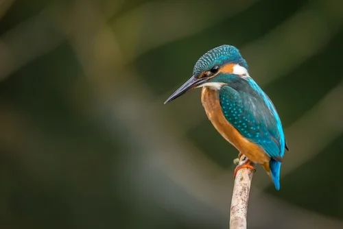 Observación de fauna y flora
