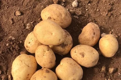 Patatas de Carboneras de Guadazaon