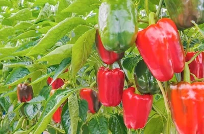 Pimientos de Víllora