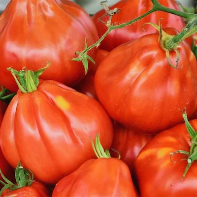 Tomates de Enguídanos
